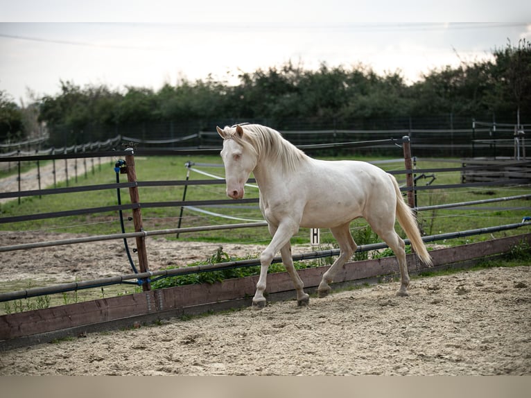 Lusitanos Semental 4 años 163 cm Perlino in Neukirchen-Vluyn