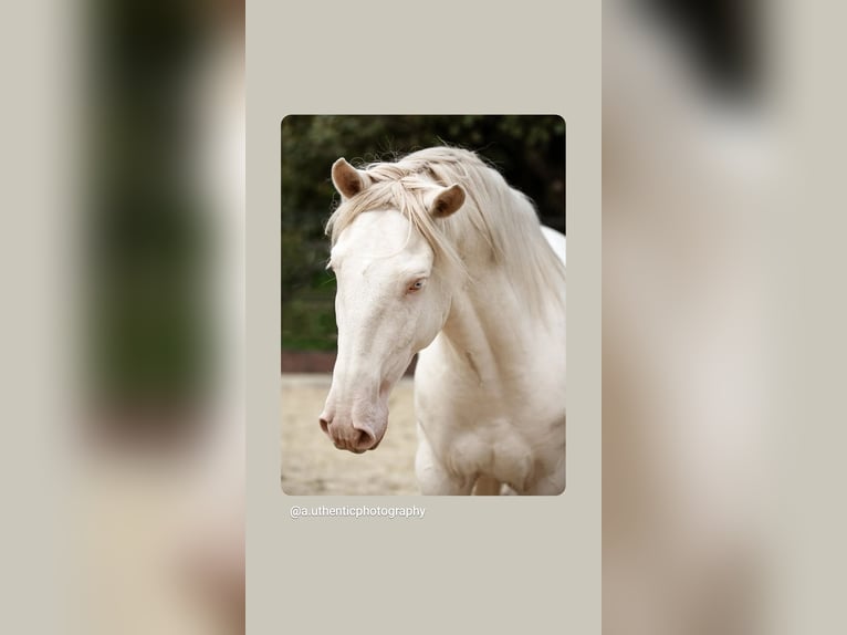 Lusitanos Semental 4 años 163 cm Perlino in Neukirchen-Vluyn