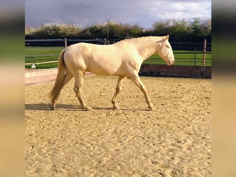 Lusitanos Semental 4 años 163 cm Perlino in Neukirchen-Vluyn