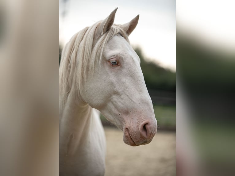 Lusitanos Semental 4 años 163 cm Perlino in Neukirchen-Vluyn