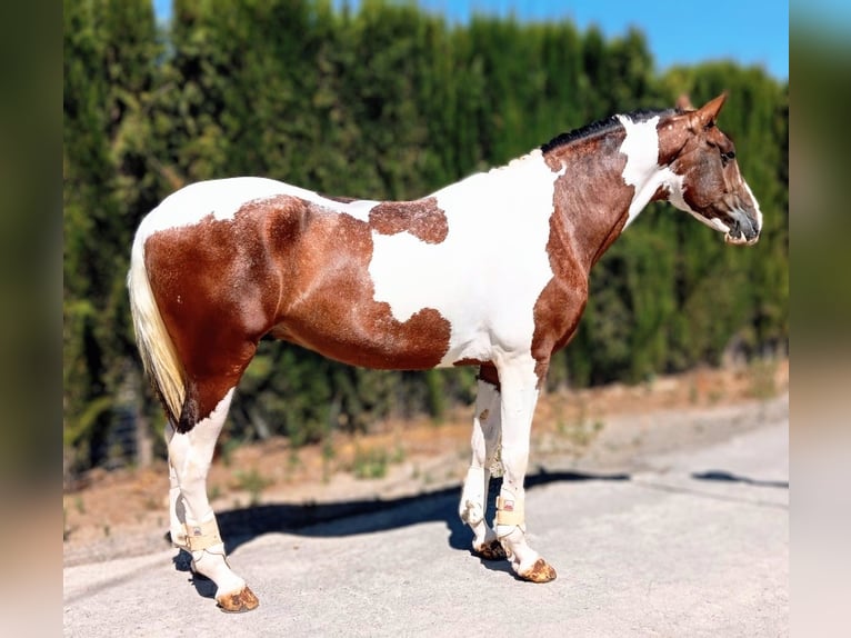 Lusitanos Mestizo Semental 4 años 163 cm Pío in Sevilla