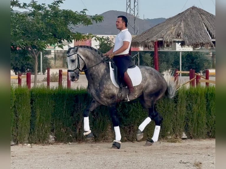 Lusitanos Semental 4 años 163 cm Tordo rodado in OberhausenBetera