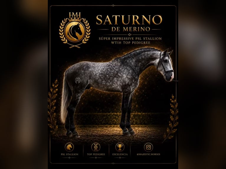 Lusitanos Semental 4 años 163 cm Tordo rodado in OberhausenBetera