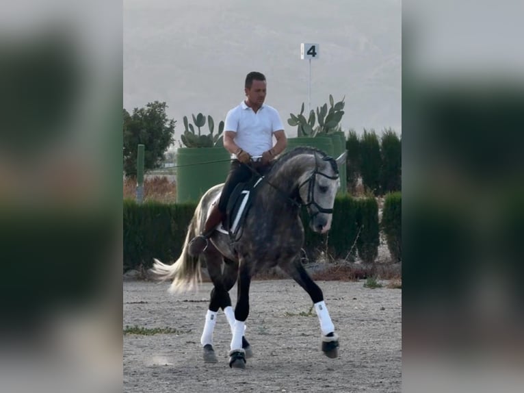 Lusitanos Semental 4 años 163 cm Tordo rodado in OberhausenBetera