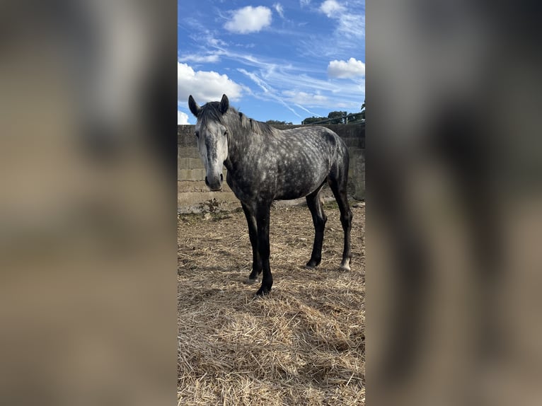 Lusitanos Semental 4 años 163 cm Tordo rodado in Vila Viçosa