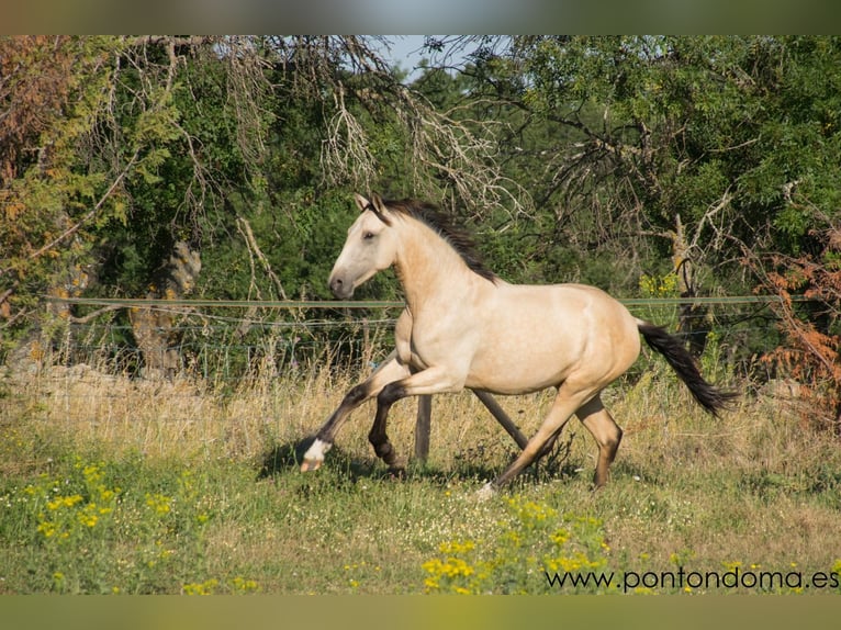 Lusitanos Semental 4 años 164 cm Buckskin/Bayo in Espirdo