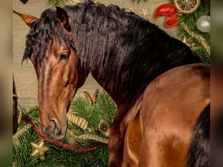 Lusitanos Semental 4 años 164 cm Castaño in Irschenberg