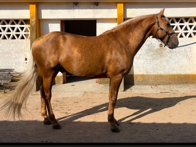 Lusitanos Semental 4 años 164 cm Palomino in Castelo Branco