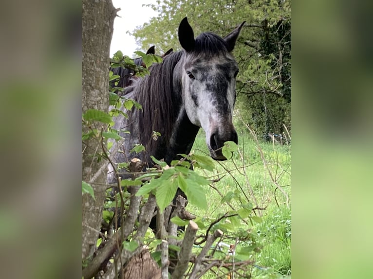 Lusitanos Semental 4 años 164 cm Tordo in Saligny sur Roudon