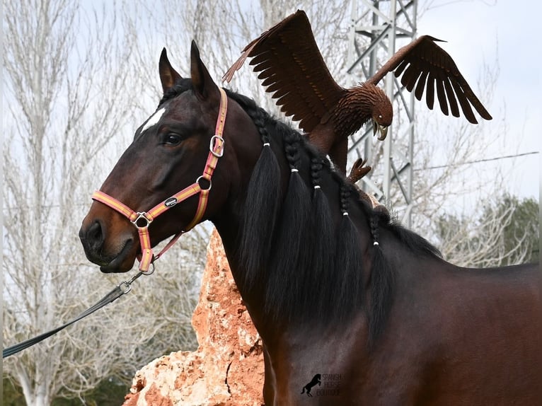 Lusitanos Semental 4 años 165 cm Castaño in Mallorca