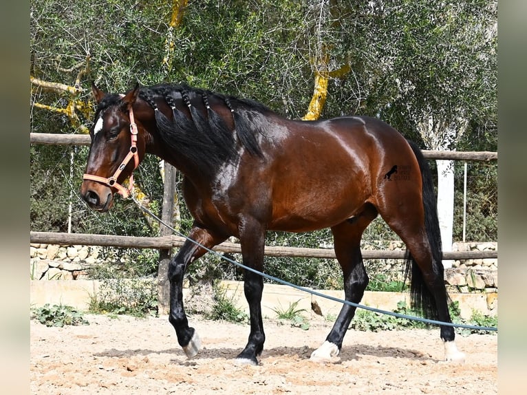 Lusitanos Semental 4 años 165 cm Castaño in Mallorca