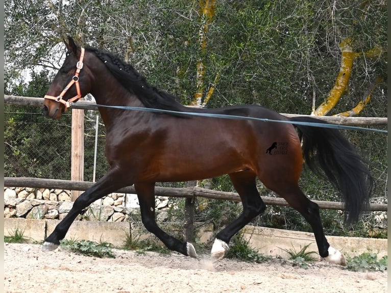 Lusitanos Semental 4 años 165 cm Castaño in Mallorca