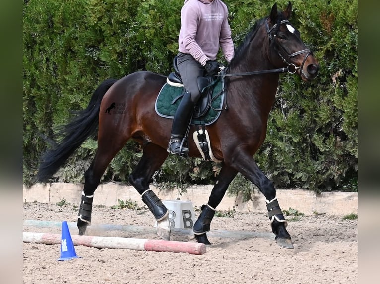 Lusitanos Semental 4 años 165 cm Castaño in Mallorca