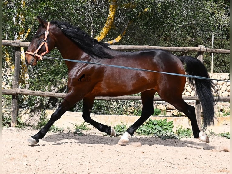 Lusitanos Semental 4 años 165 cm Castaño in Mallorca