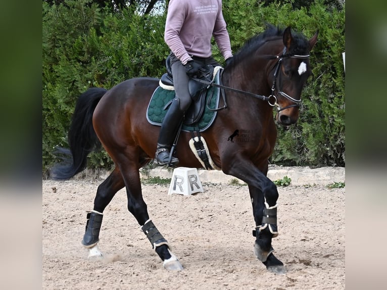 Lusitanos Semental 4 años 165 cm Castaño in Mallorca