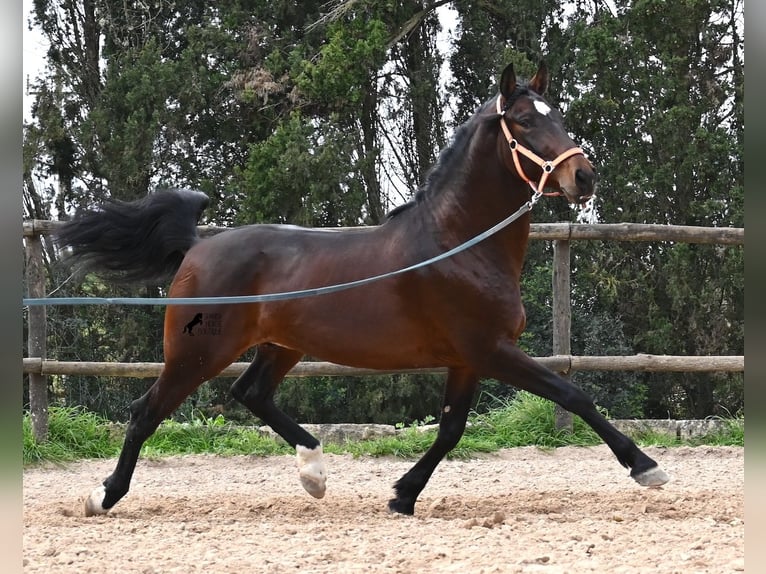 Lusitanos Semental 4 años 165 cm Castaño in Mallorca