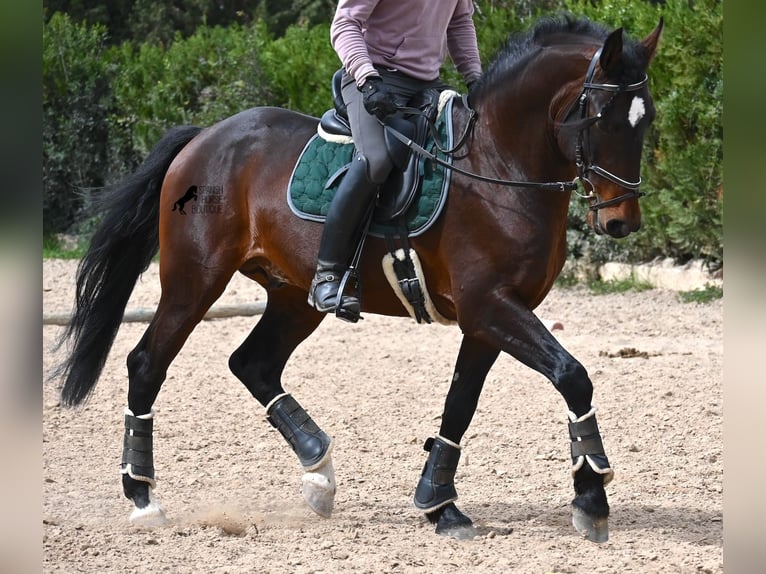 Lusitanos Semental 4 años 165 cm Castaño in Mallorca