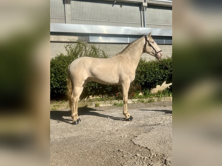 Lusitanos Semental 4 años 165 cm Perlino in Rovello porro