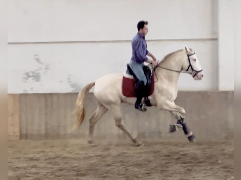 Lusitanos Semental 4 años 165 cm Perlino in Rovello porro