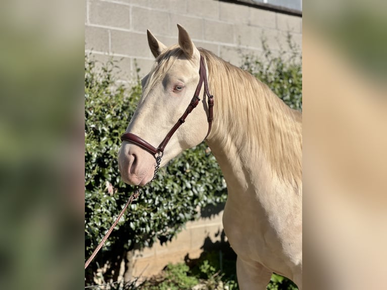 Lusitanos Semental 4 años 165 cm Perlino in Rovello porro
