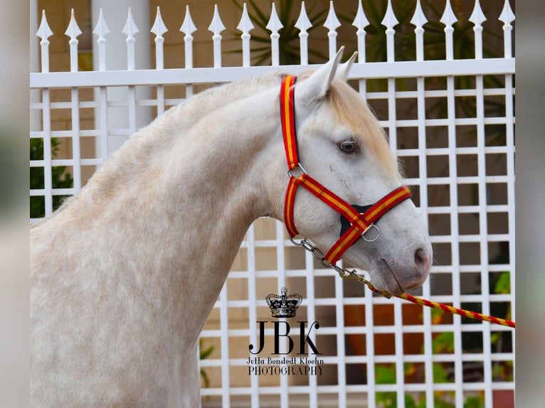 Lusitanos Semental 4 años 165 cm Perlino in Tabernas Almeria