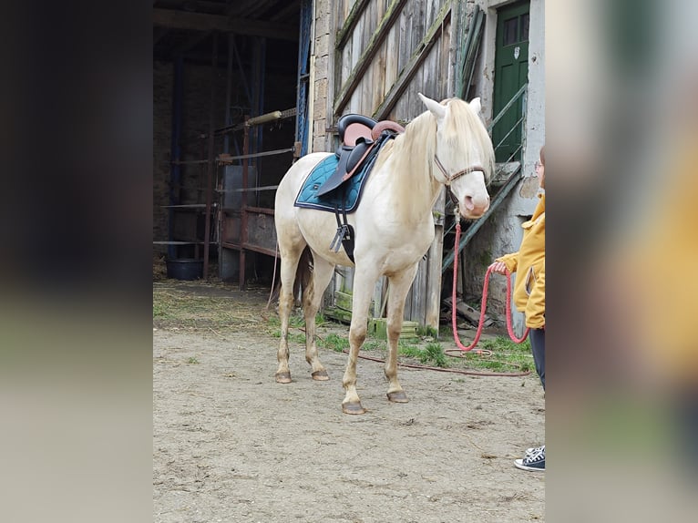 Lusitanos Semental 4 años 165 cm Perlino in OrbisBischheim
