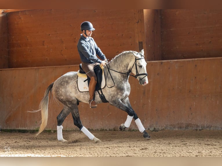 Lusitanos Semental 4 años 165 cm Tordo in Palmela