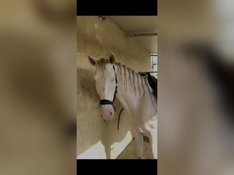 Lusitanos Semental 4 años 166 cm Perla in Évora