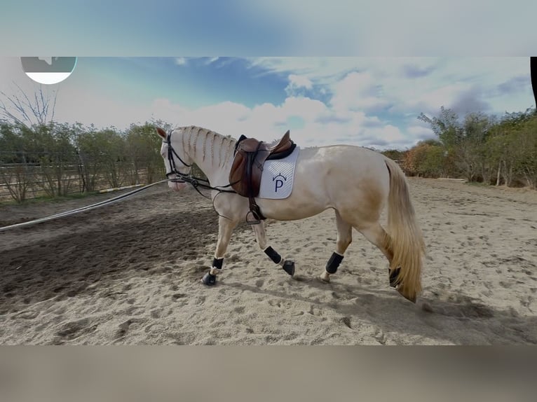 Lusitanos Semental 4 años 166 cm Perla in Évora