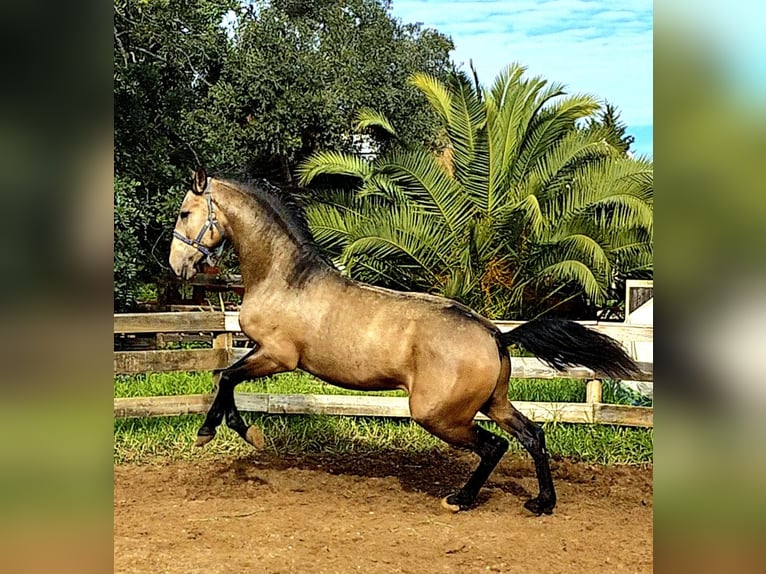 Lusitanos Semental 4 años 167 cm Buckskin/Bayo in Lingen
