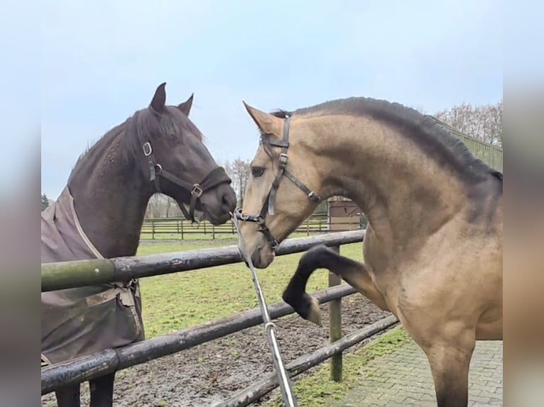 Lusitanos Semental 4 años 167 cm Buckskin/Bayo in Lingen