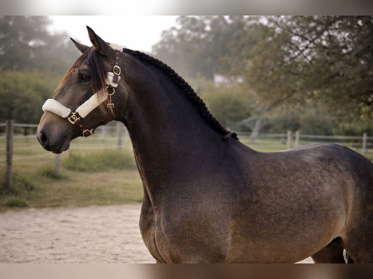 Lusitanos Semental 4 años 168 cm Bayo in Nigrán