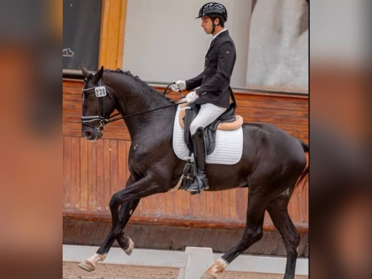 Lusitanos Mestizo Semental 4 años 168 cm Negro in Pera