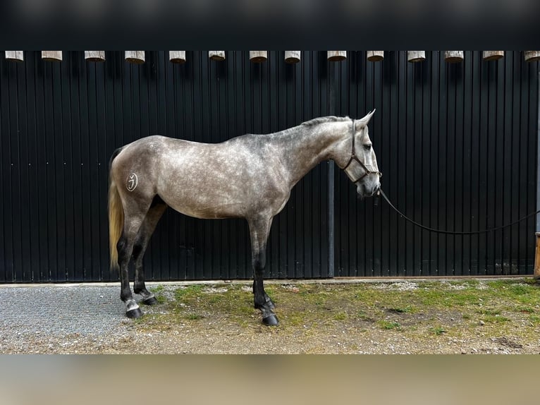 Lusitanos Semental 4 años 170 cm  in Vila real