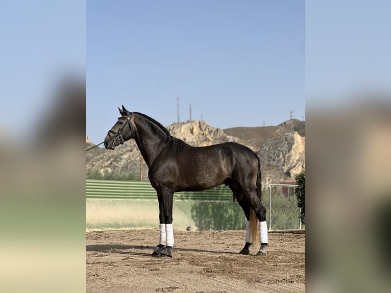 Lusitanos Semental 4 años 170 cm Castaño in Murcia