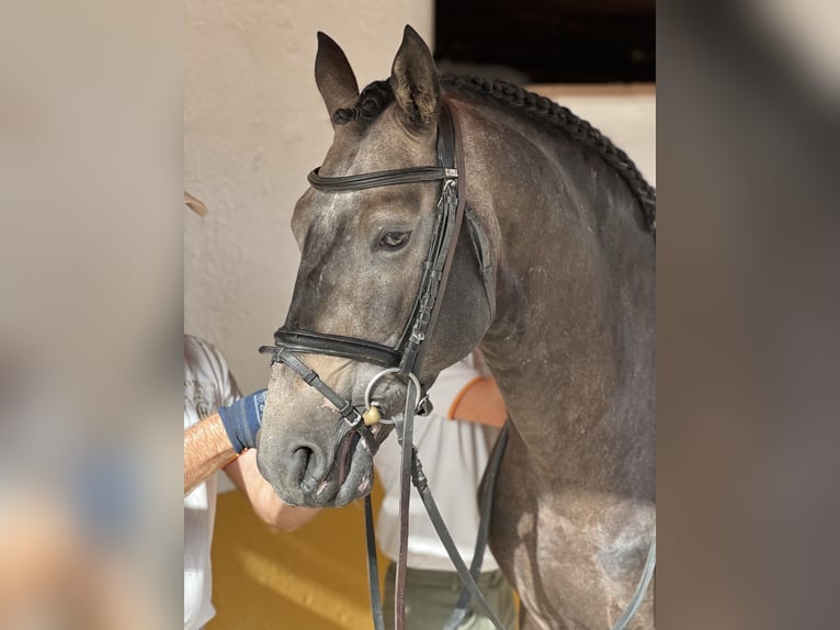 Lusitanos Semental 4 años 170 cm Castaño in Murcia