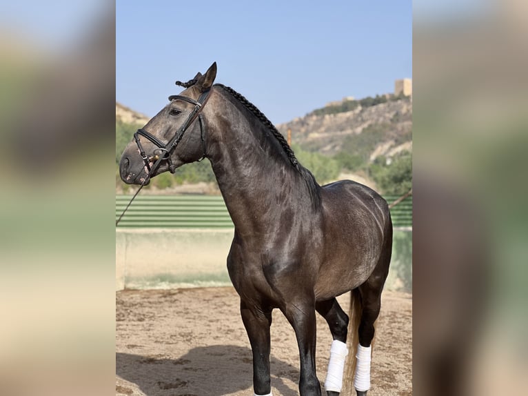 Lusitanos Semental 4 años 170 cm Castaño in Murcia