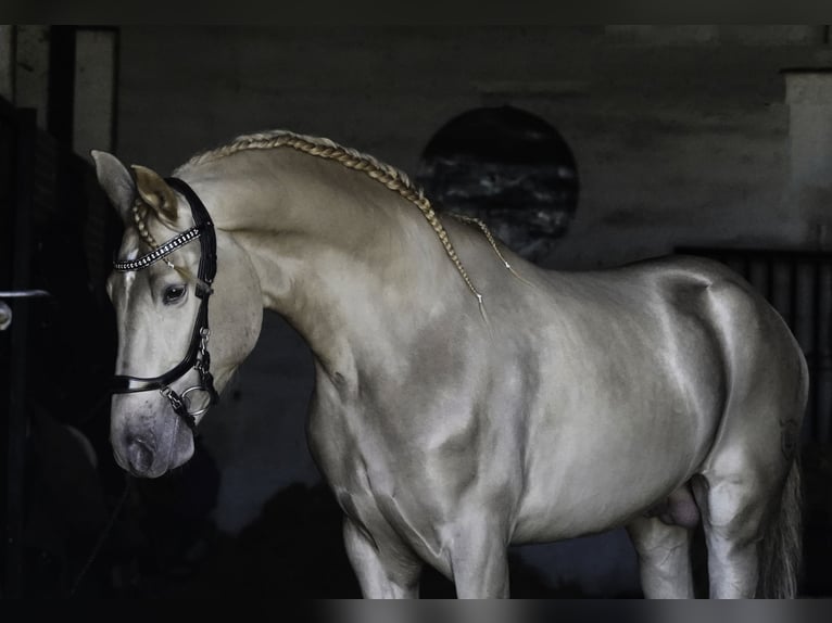 Lusitanos Mestizo Semental 4 años 170 cm Perla in La Cabrera