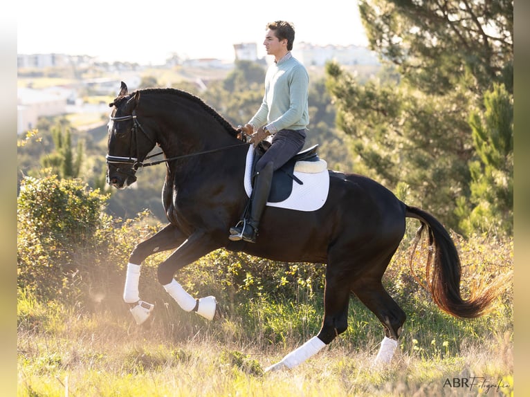 Lusitanos Semental 4 años 172 cm Negro in Ermelo