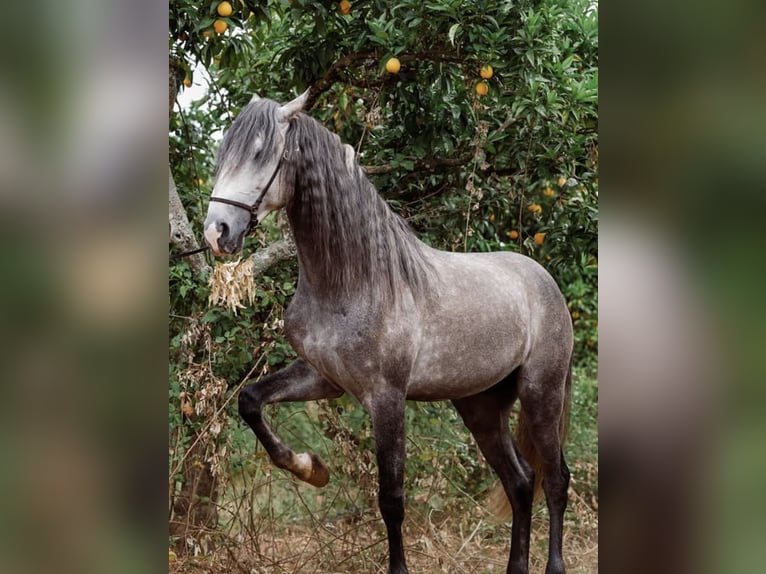 Lusitanos Semental 5 años 156 cm Tordo rodado in Vila Viçosa