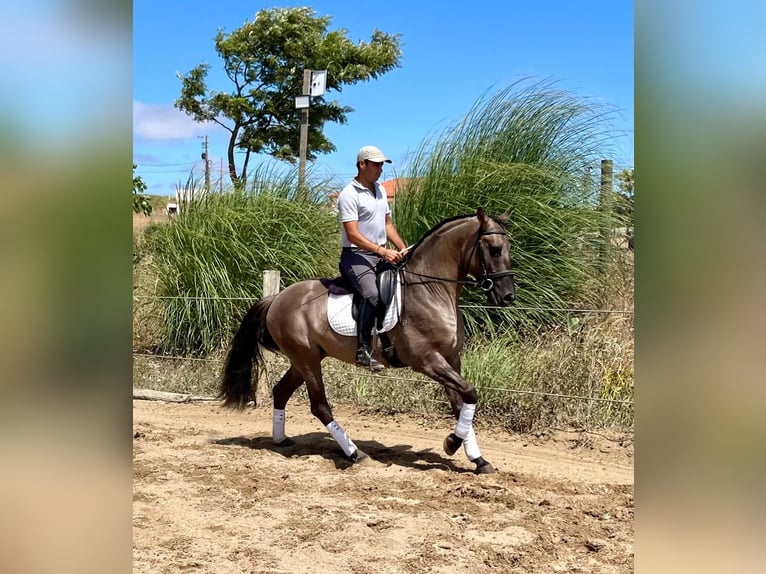 Lusitanos Semental 5 años 157 cm Grullo in Lissabon