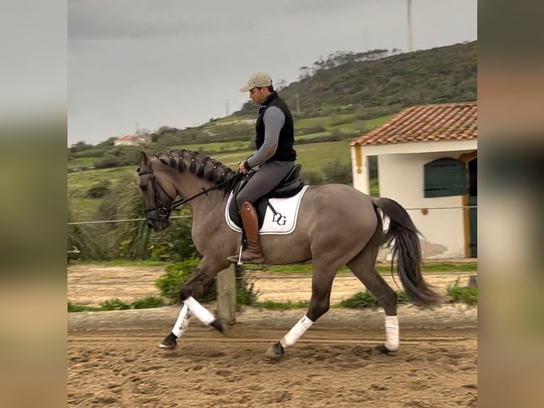 Lusitanos Semental 5 años 157 cm Grullo in Lissabon