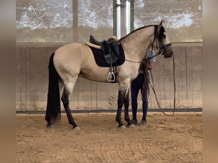 Lusitanos Semental 5 años 158 cm Bayo in Gro&#xDF;-Umstadt