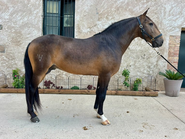 Lusitanos Semental 5 años 158 cm Buckskin/Bayo in Oststeinbek