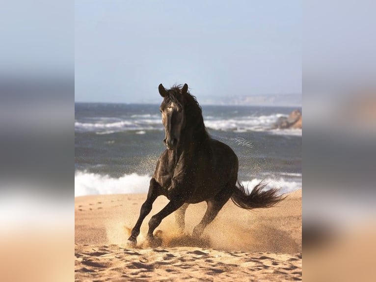 Lusitanos Semental 5 años 159 cm Tordo in Rio Maior