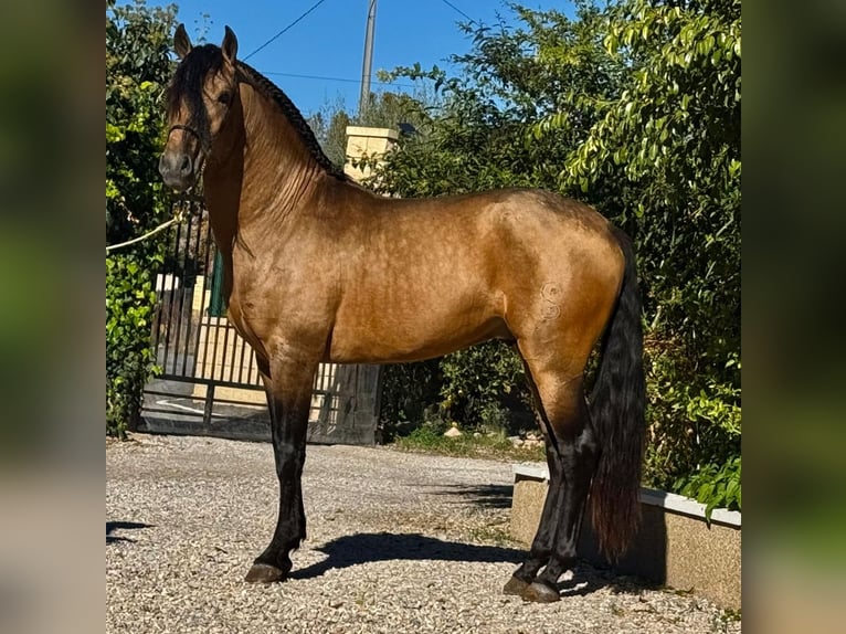 Lusitanos Semental 5 años 160 cm Buckskin/Bayo in Martfeld