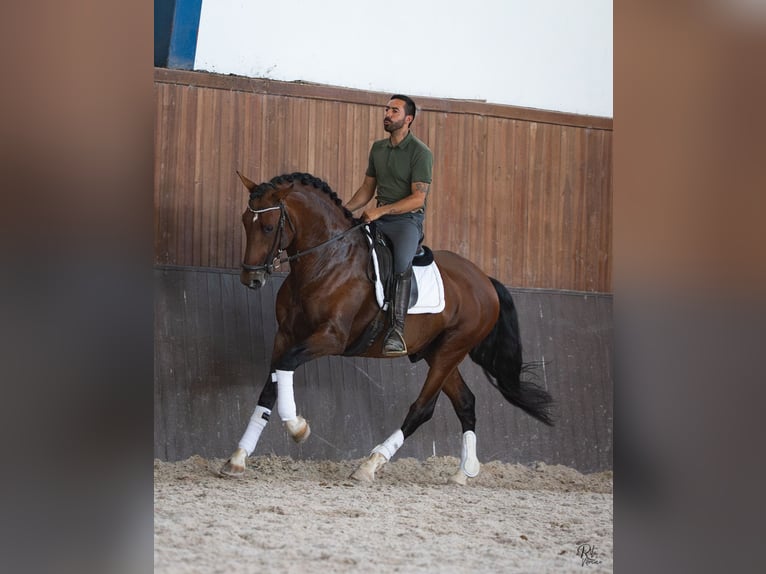 Lusitanos Mestizo Semental 5 años 160 cm Castaño rojizo in Alcochete