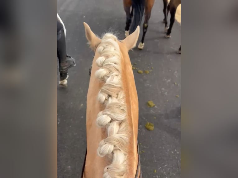 Lusitanos Semental 5 años 160 cm Palomino in Ermelo