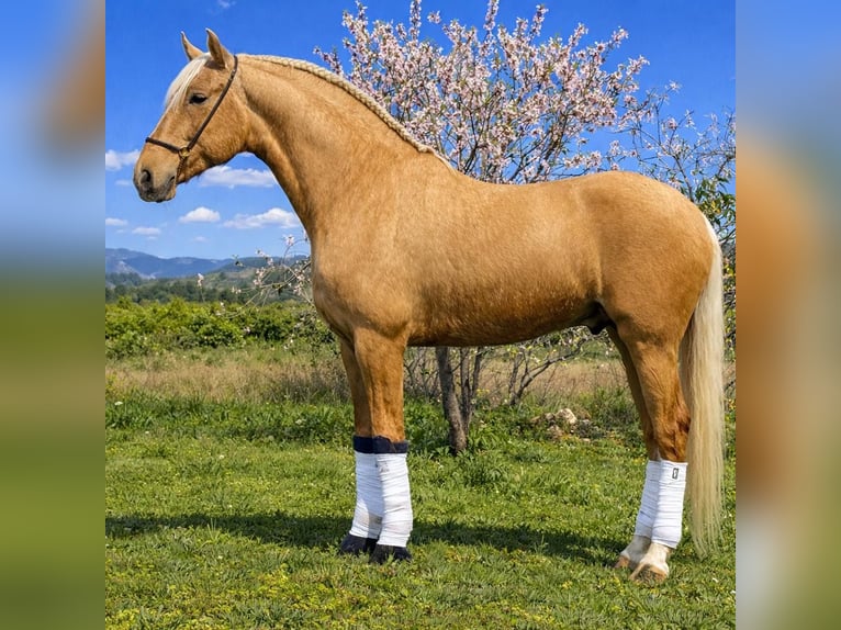 Lusitanos Semental 5 años 160 cm Palomino in Martfeld