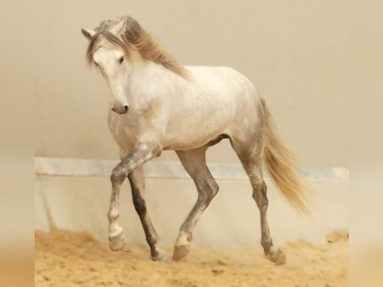 Lusitanos Mestizo Semental 5 años 160 cm Tordo in Alicante